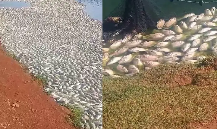 50 toneladas de peixes morrem após queda de energia em Cascavel