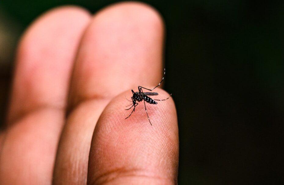 Com números em alta, Paraná entra no último mês do ano epidemiológico da dengue