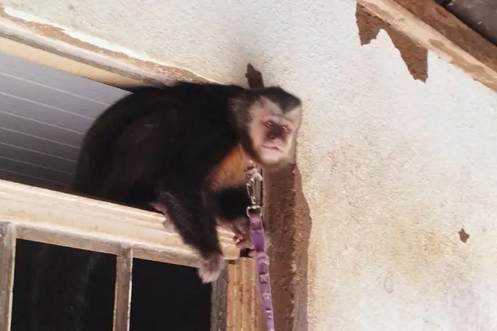 Terra Roxa - Polícia Ambiental resgata Macaco-Prego mantido em cativeiro