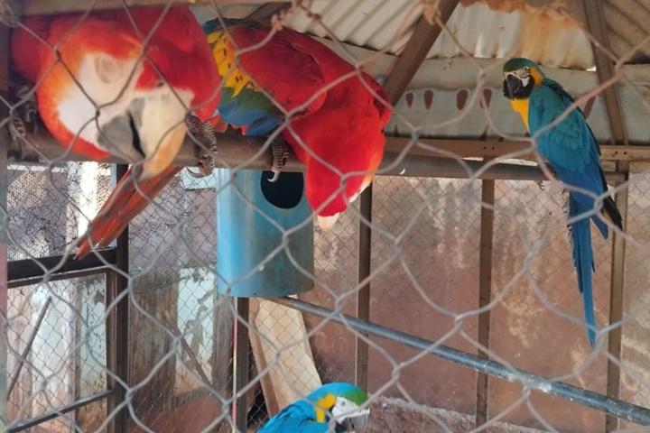 Terra Roxa - Polícia Ambiental apreende aves ameaçadas em cativeiro ilegal