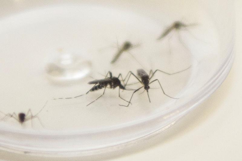 Mercedes registra dois casos confirmados de Chikungunya; mais dez estão em análise