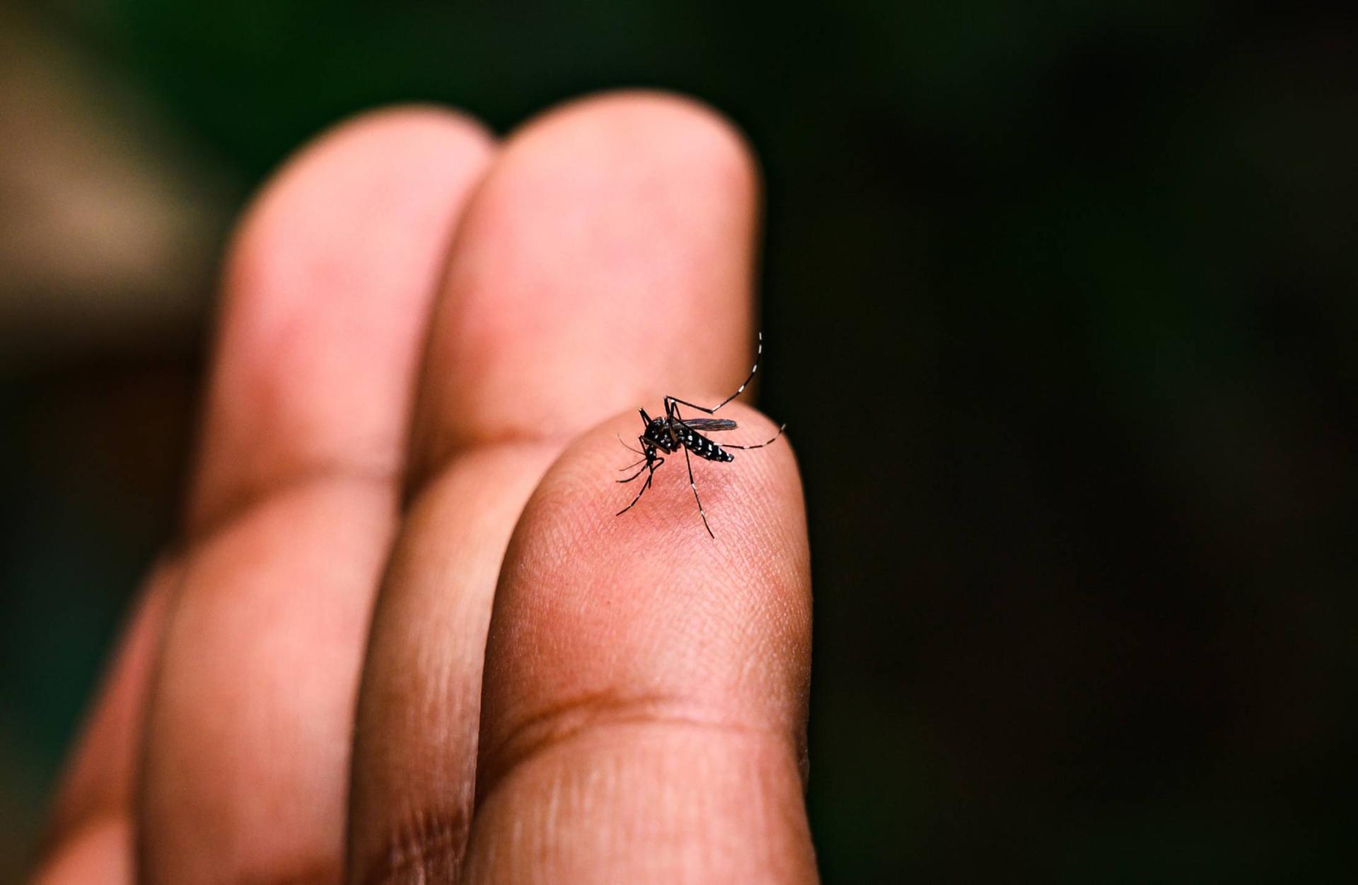 Boletim da Secretaria da Saúde confirma 2.313 novos casos de dengue no Paraná